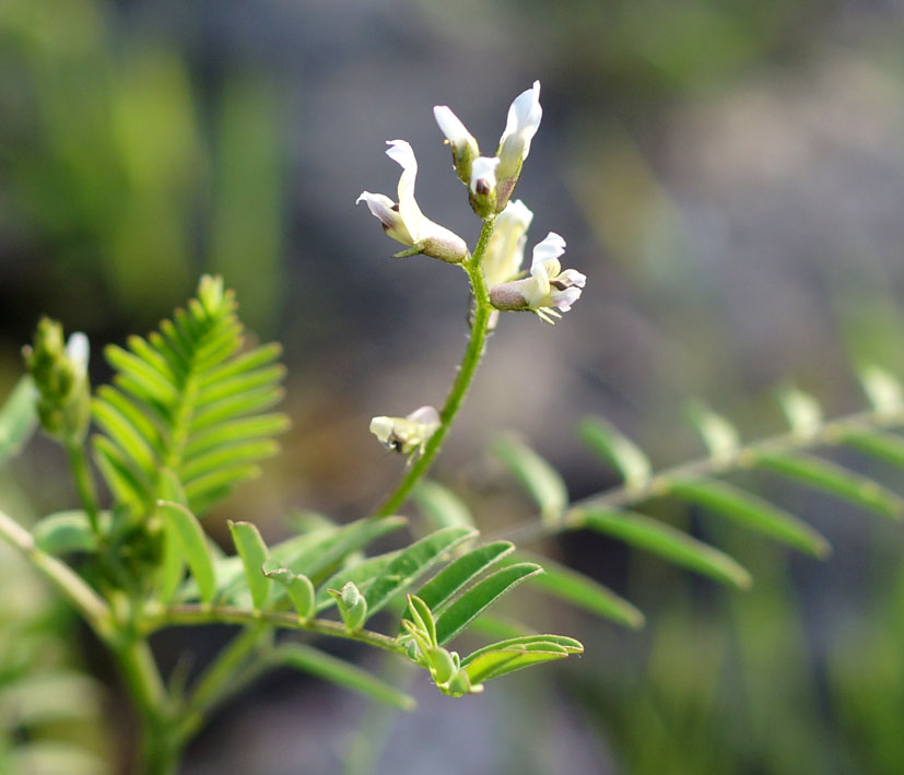 Изображение особи Astragalus schmalhausenii.