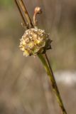 Cephalaria leucantha