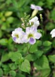 Asystasia gangetica