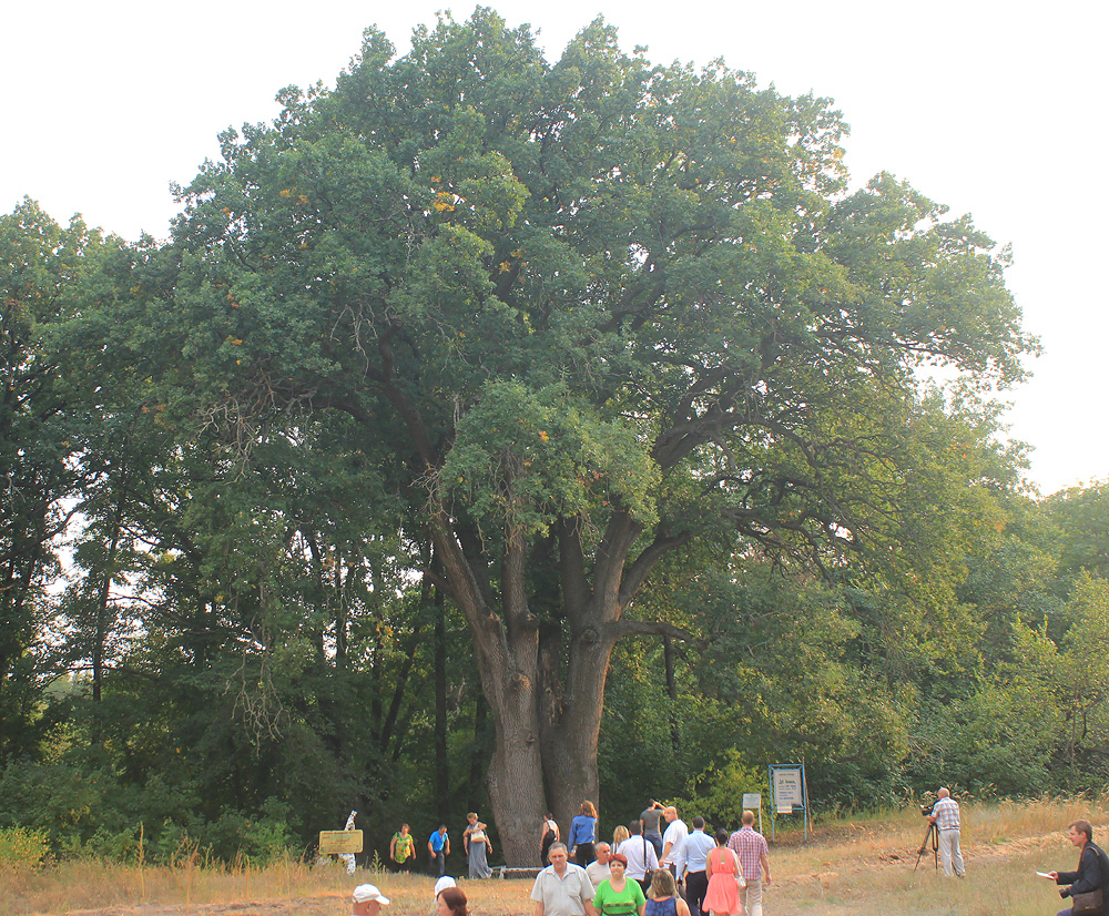 Изображение особи Quercus robur.