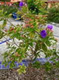 Tibouchina urvilleana. Цветущее растение. Франция, Лазурный Берег, Ментона, Променад-дю-Мер, в культуре. 21.07.2014.