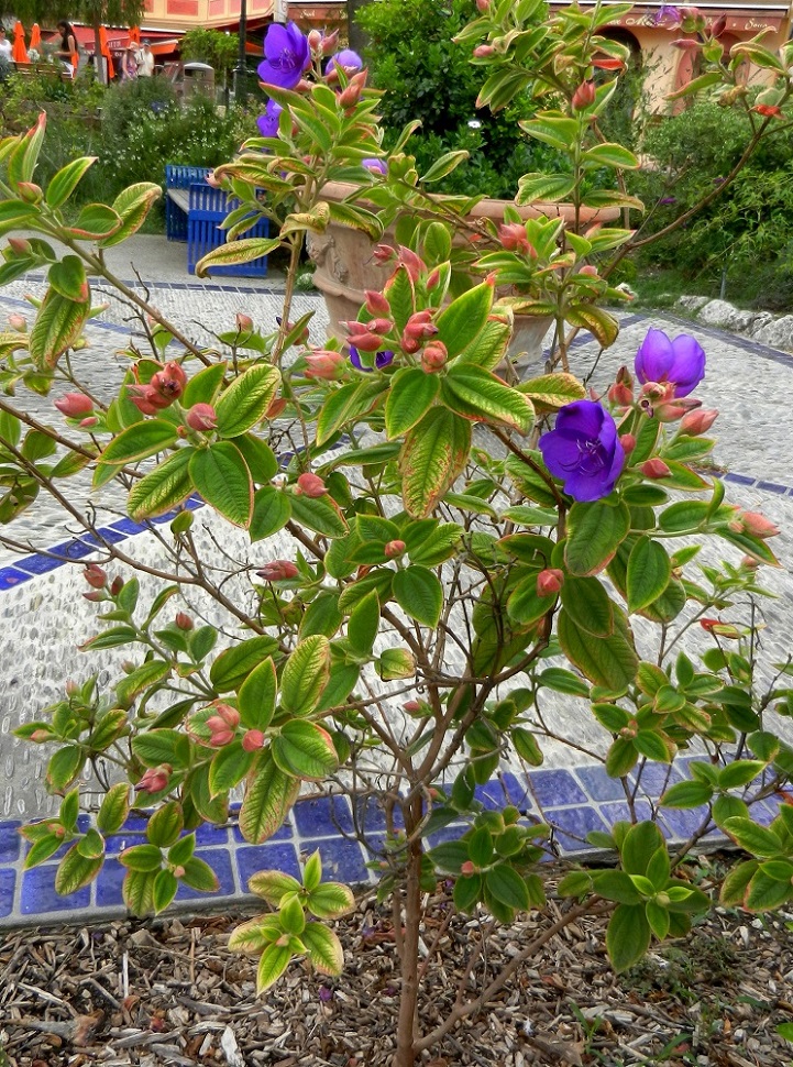 Изображение особи Tibouchina urvilleana.