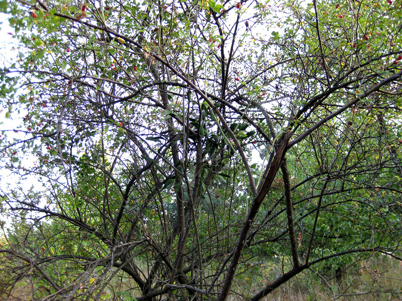 Image of Viscum album specimen.