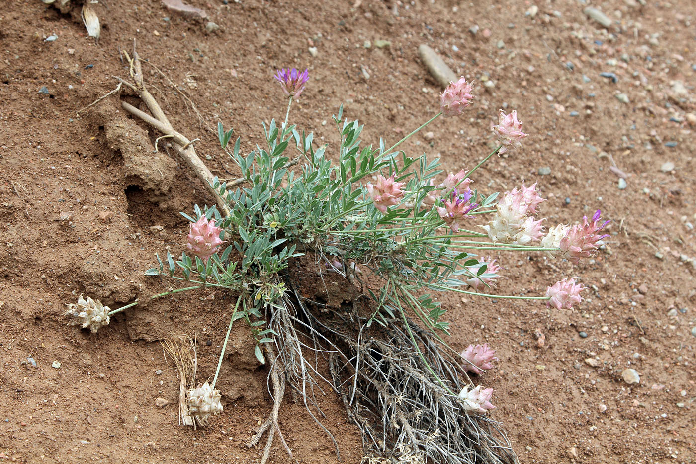 Изображение особи Astragalus pseudonobilis.