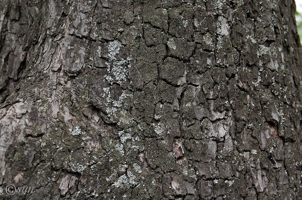 Изображение особи Pyrus communis.