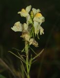 Linaria vulgaris. Верхушка отцветающего растения. Мурманская обл., ЗАТО г. Североморск, заброшенная свалка на месте бывшего подсобного хозяйства. 20.09.2015.