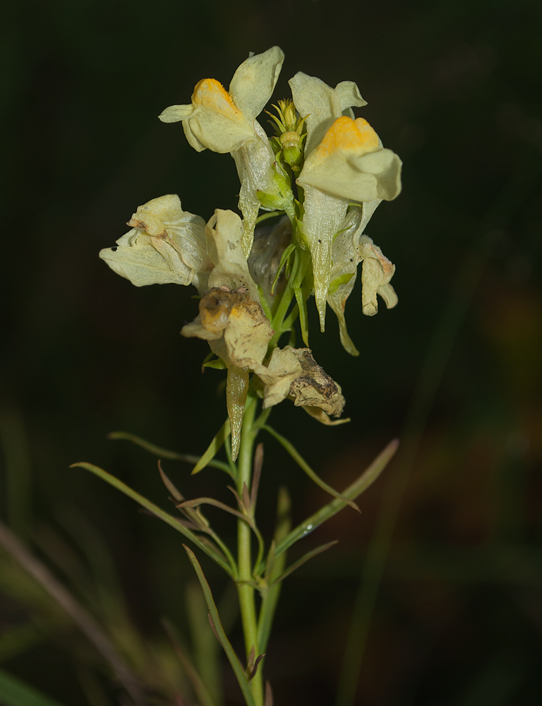 Image of Linaria vulgaris specimen.