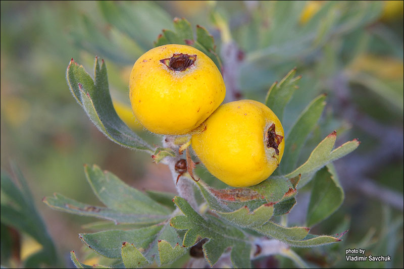 Image of Crataegus pojarkovae specimen.