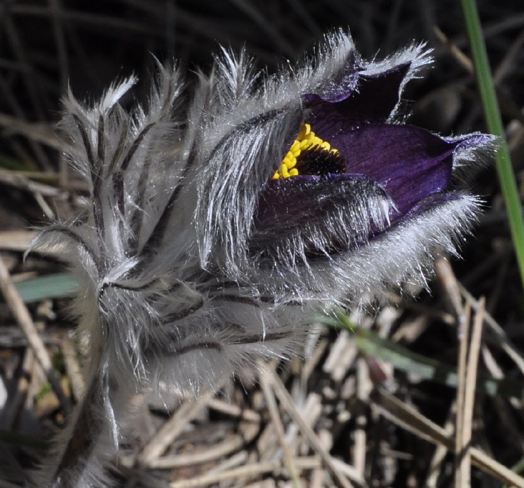 Изображение особи Pulsatilla halleri ssp. rhodopaea.