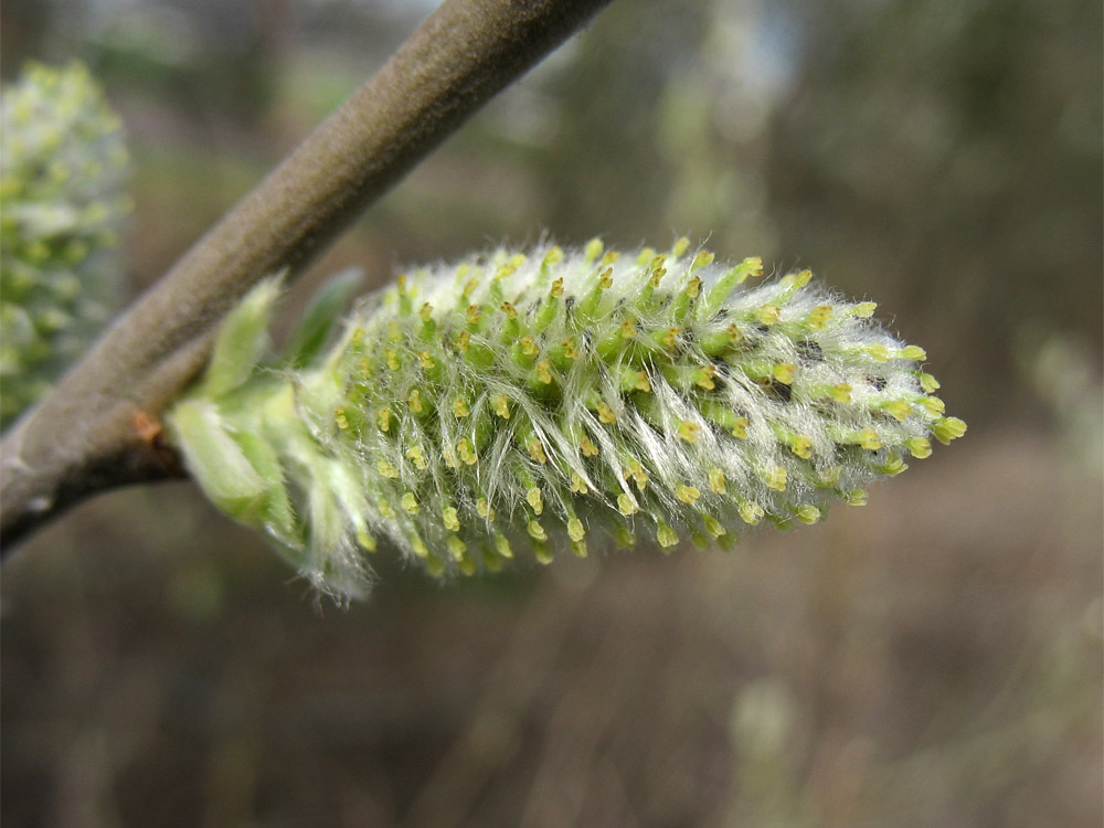 Изображение особи Salix cinerea.