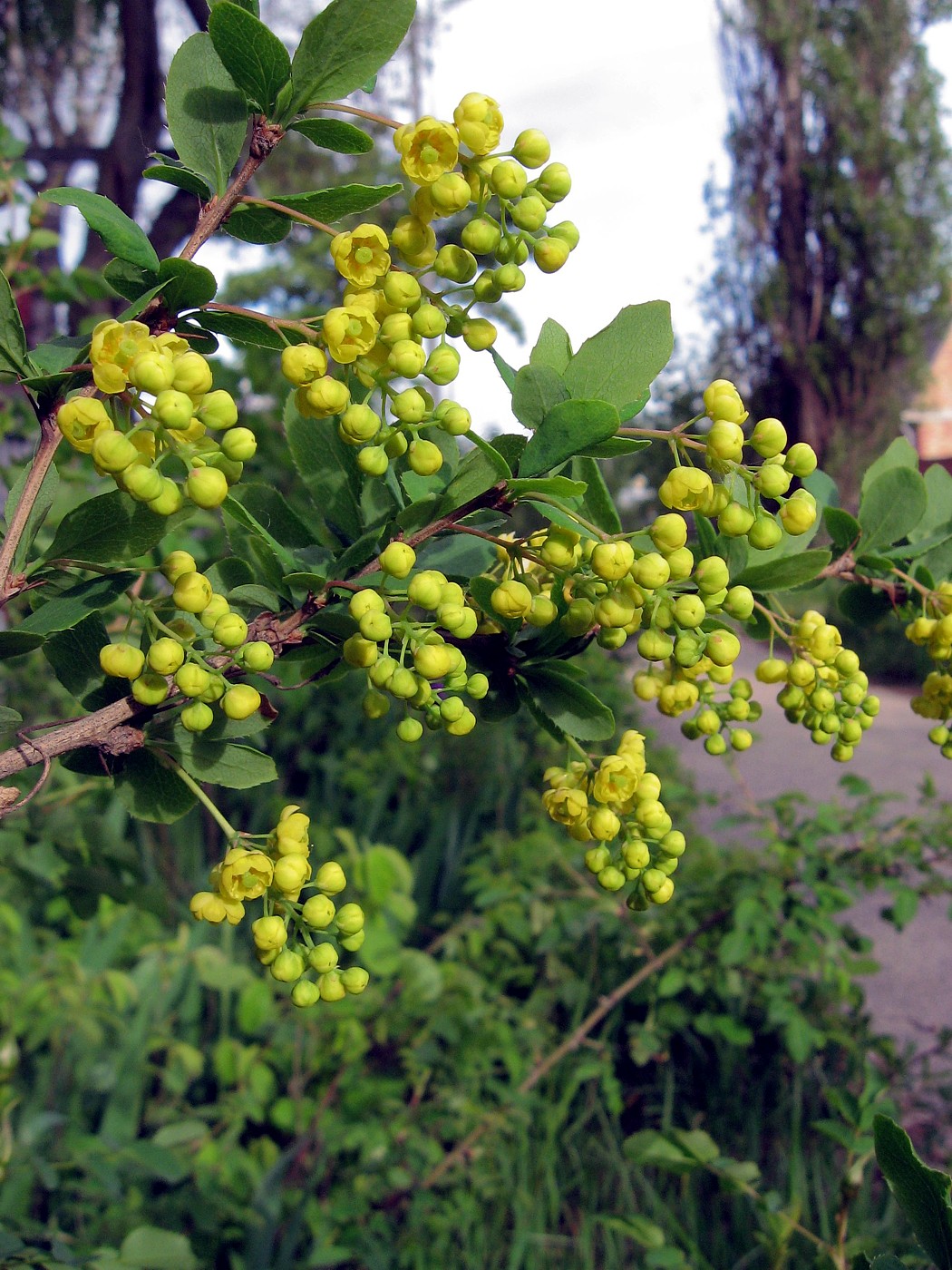 Изображение особи Berberis vulgaris.