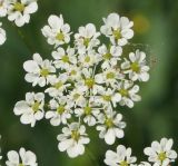 Chaerophyllum prescottii. Цветущий зонтичек. Восточный Казахстан, Глубоковский р-н, окр. с. Тарханка, берег речки. 16.06.2015.