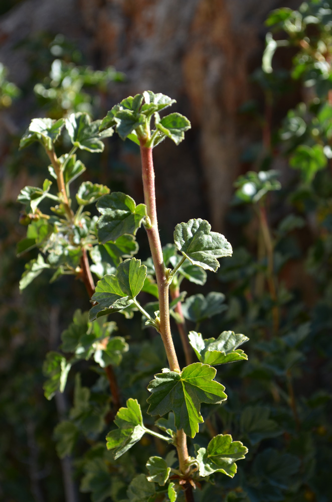 Изображение особи Ribes heterotrichum.