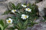 Callianthemum alatavicum