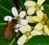 Pittosporum tobira