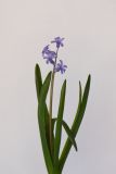 Hyacinthus orientalis