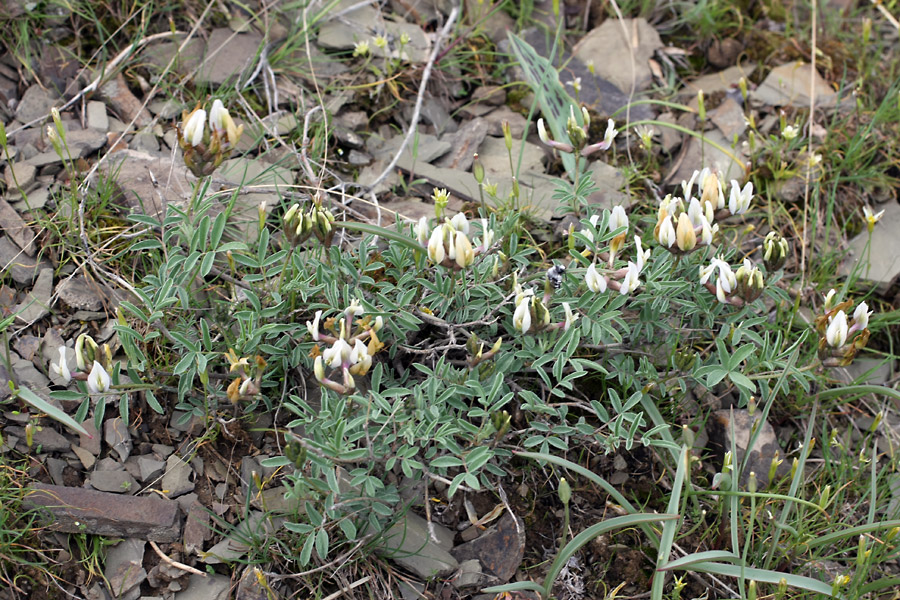 Изображение особи род Astragalus.