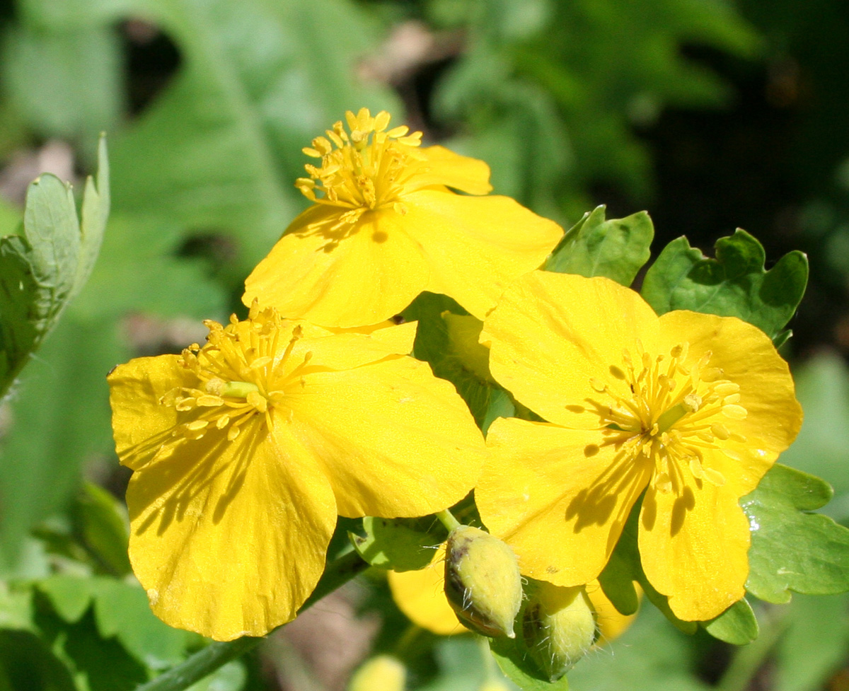 Изображение особи Chelidonium majus.