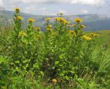 Inula grandiflora. Цветущие растения. Адыгея, Кавказский биосферный заповедник, гора Гузерипль, ≈ 1900 м н.у.м., субальпийский луг на склоне горы. 26.07.2015.