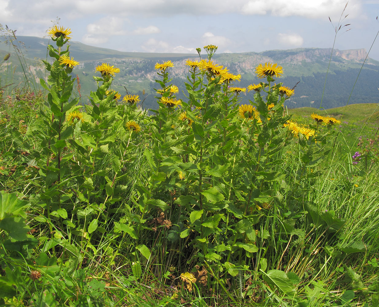 Изображение особи Inula grandiflora.