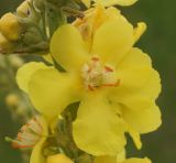 Verbascum phlomoides