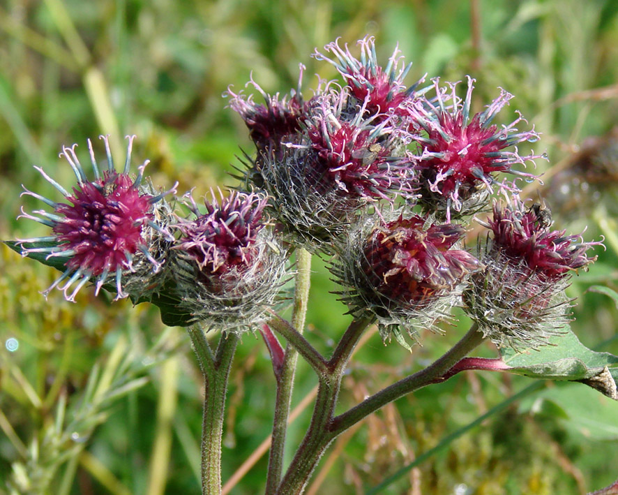 Изображение особи Arctium tomentosum.