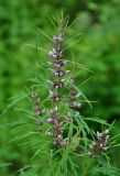 Leonurus japonicus