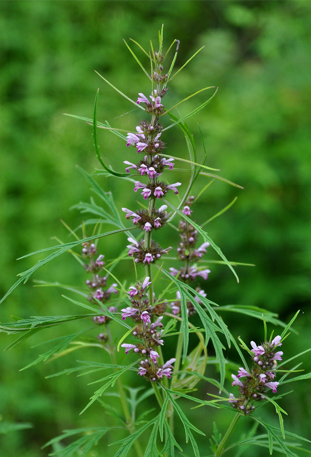 Изображение особи Leonurus japonicus.