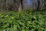 Ranunculus constantinopolitanus