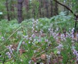 Calluna vulgaris. Цветущие растения. Московская обл., окр. Электрогорска, опушка смешанного (сосново-берёзового) леса. 16.08.2015.