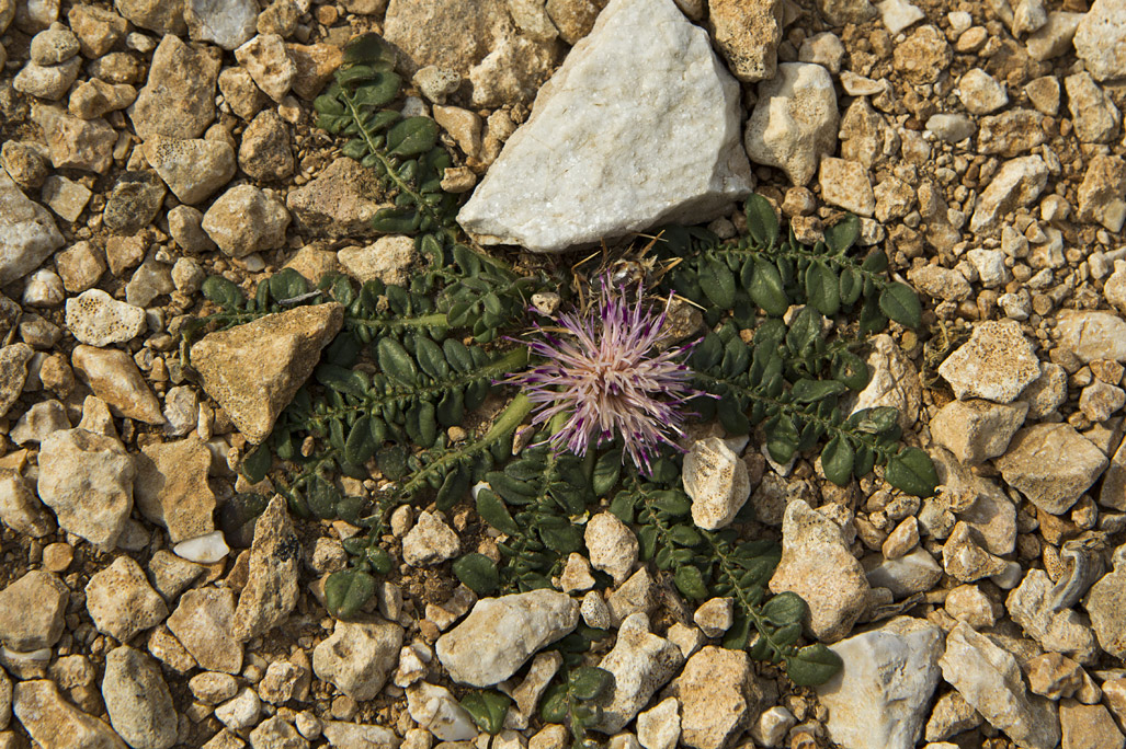 Image of Centaurea raphanina ssp. mixta specimen.