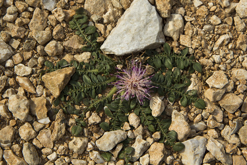 Изображение особи Centaurea raphanina ssp. mixta.