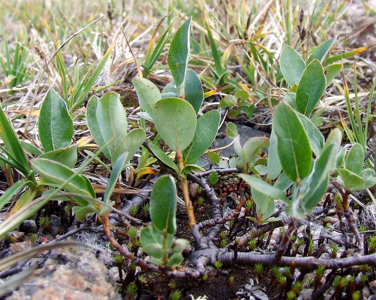 Изображение особи Salix arctica.