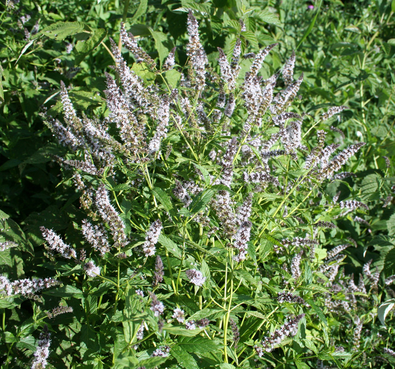 Изображение особи Mentha × piperita.