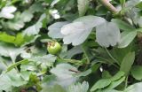 Crataegus × media. Созревающий плод. Москва, Новогиреево, ул. Кусковская, уличное озеленение, в культуре. 22.07.2015.