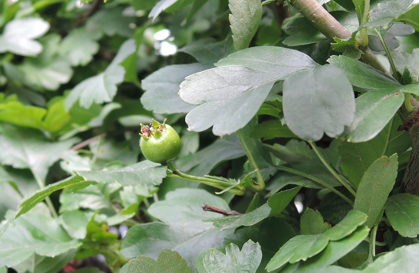 Image of Crataegus × media specimen.