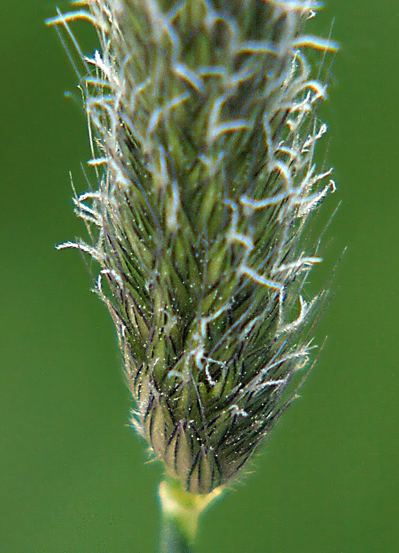 Image of Alopecurus pratensis specimen.