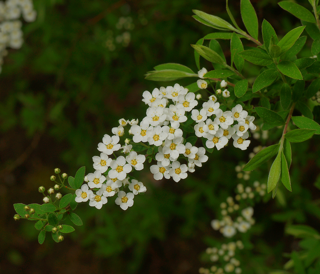 Image of Spiraea &times; cinerea specimen.