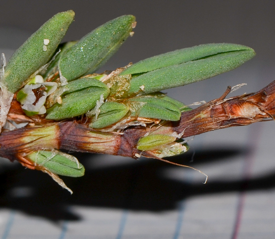 Image of Polygonum maritimum specimen.