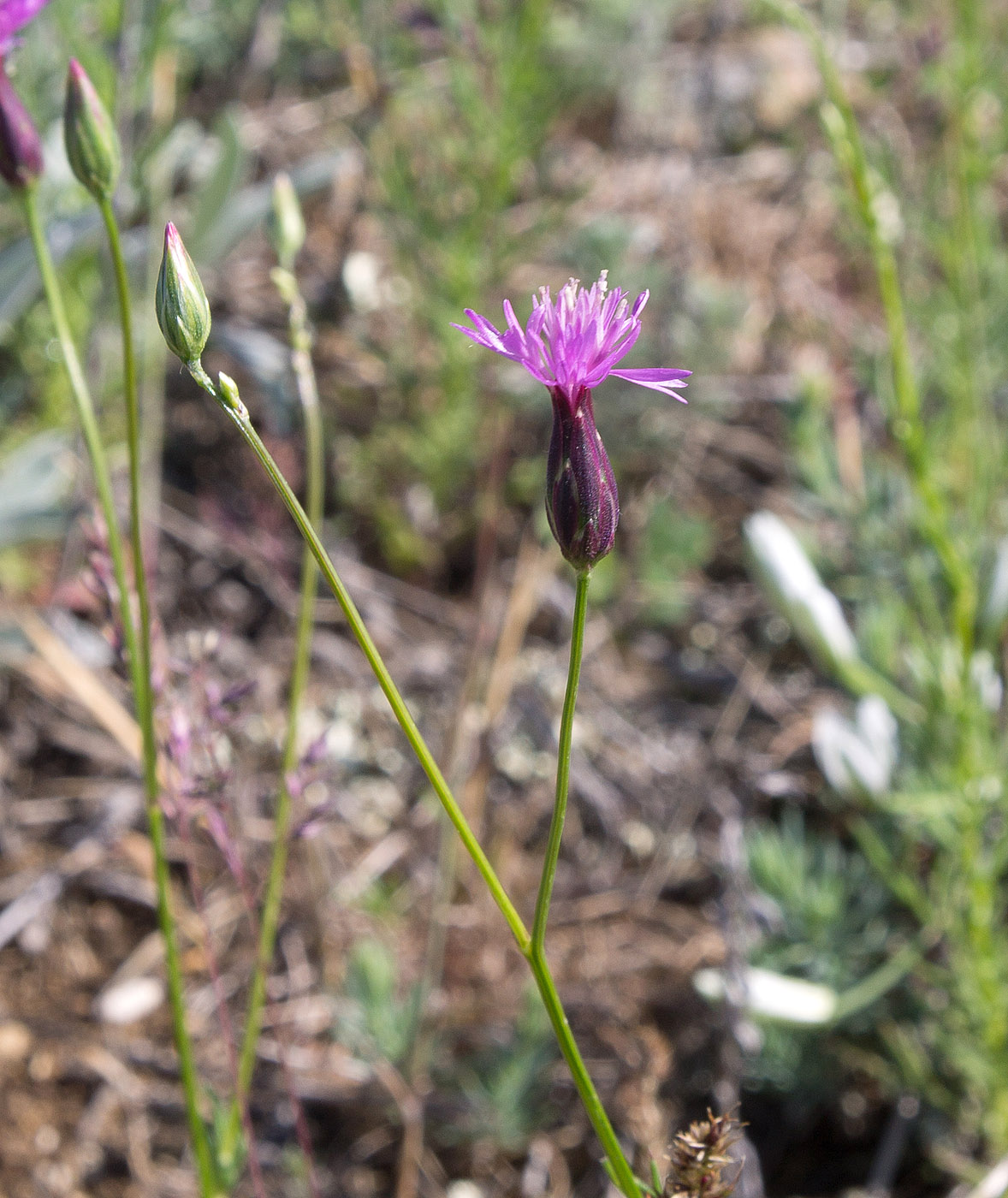 Изображение особи Crupina vulgaris.