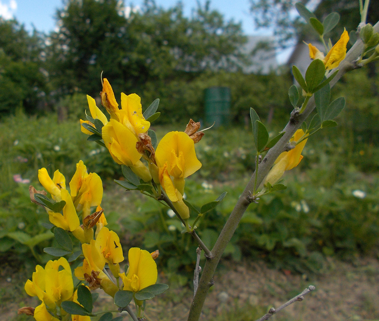 Изображение особи Chamaecytisus ruthenicus.