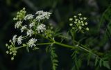 Anthriscus sylvestris