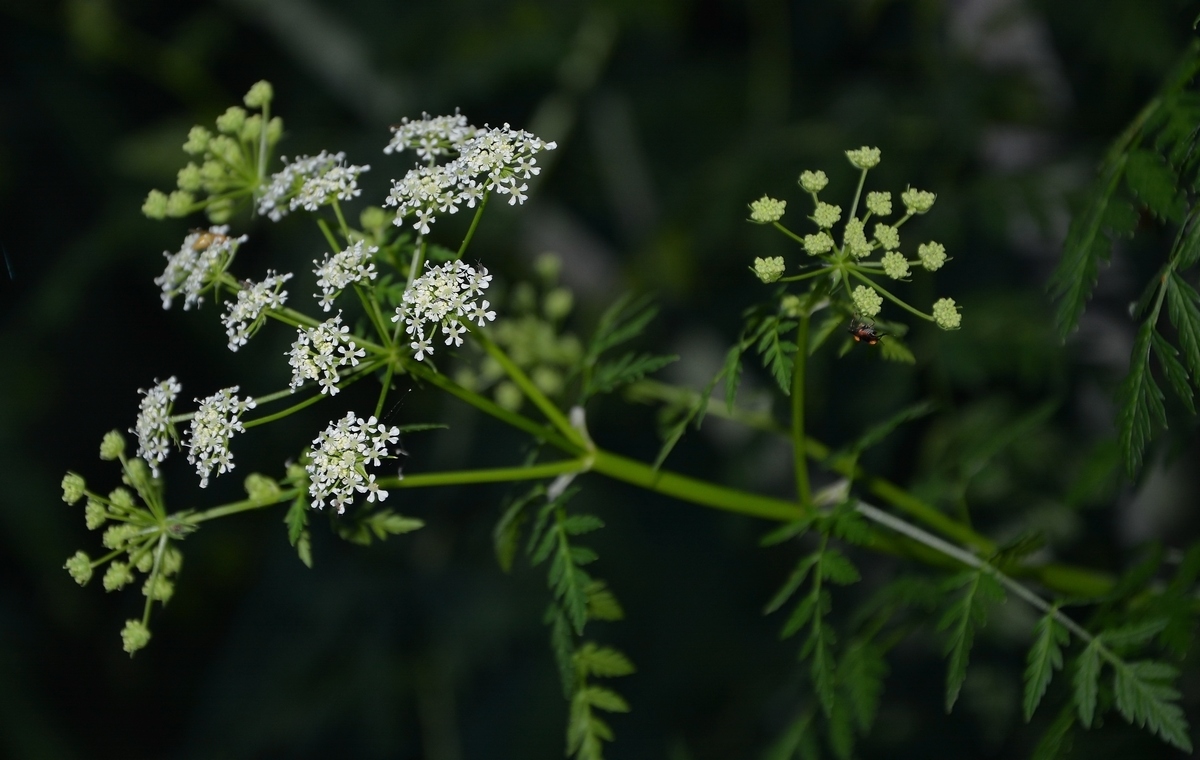 Image of Anthriscus sylvestris specimen.