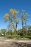 Salix × fragilis. Цветущие старые деревья. Псков, долина р. Пскова, парк. 09.05.2016.