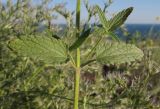 Nepeta parviflora