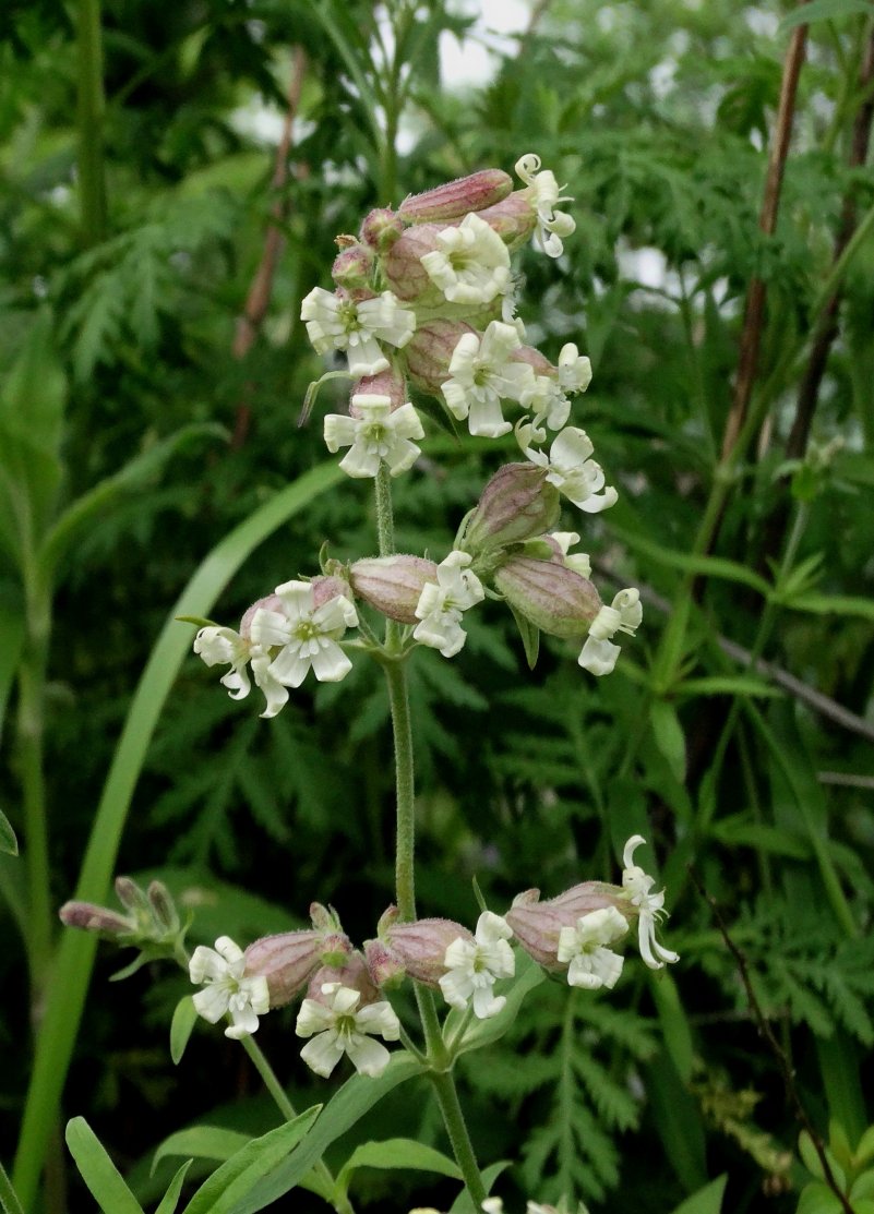 Image of Silene amoena specimen.