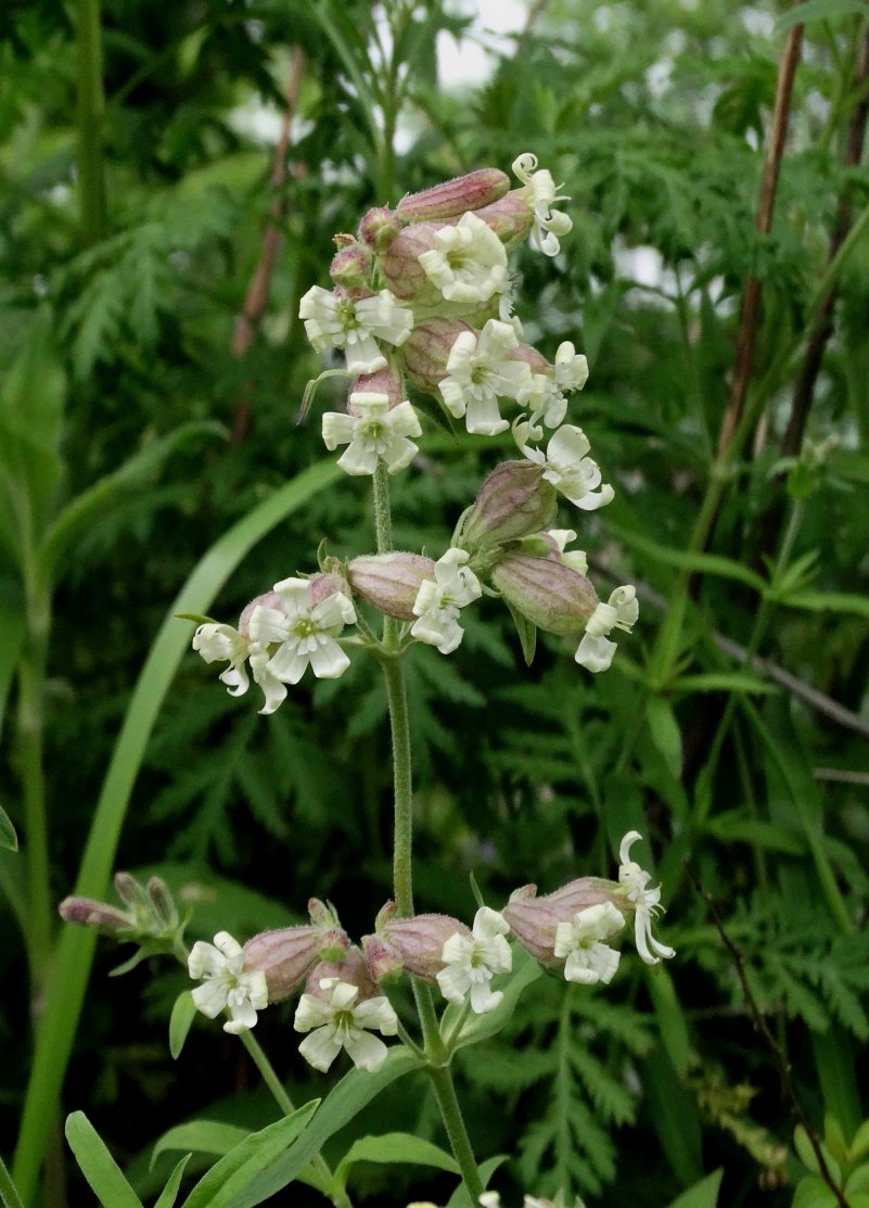 Изображение особи Silene amoena.