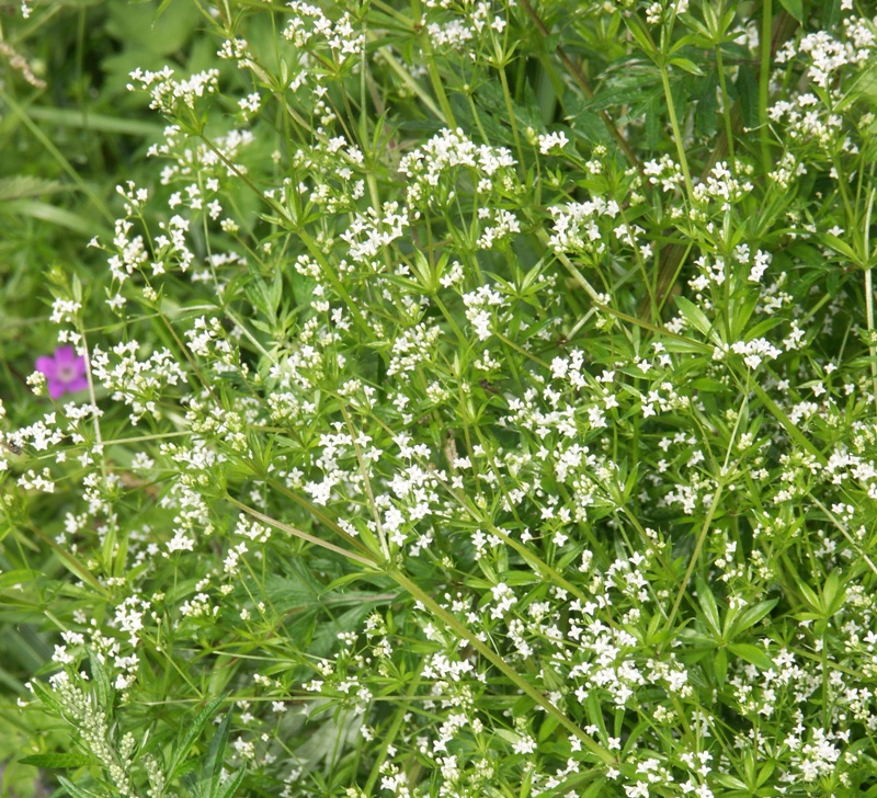 Image of Galium rivale specimen.