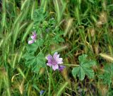 Malva sylvestris. Верхушка цветущего растения. Крым, Бахчисарайский р-н, Качинский каньон, окр. с. Баштановка, у дороги. 04.06.2016.