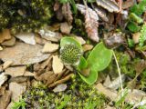 Oxygraphis glacialis